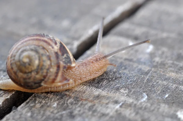 Caracol de jardim — Fotografia de Stock