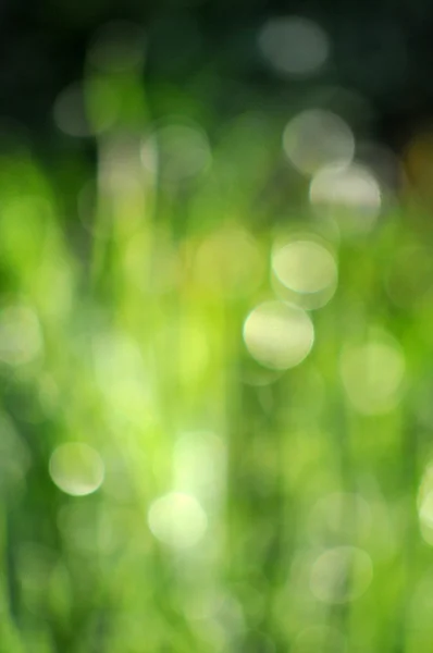 Fondo bokeh verde natural — Foto de Stock