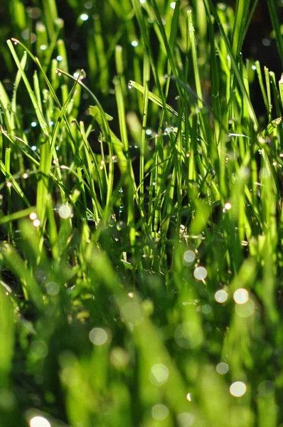 Erba verde e rugiada del mattino — Foto Stock