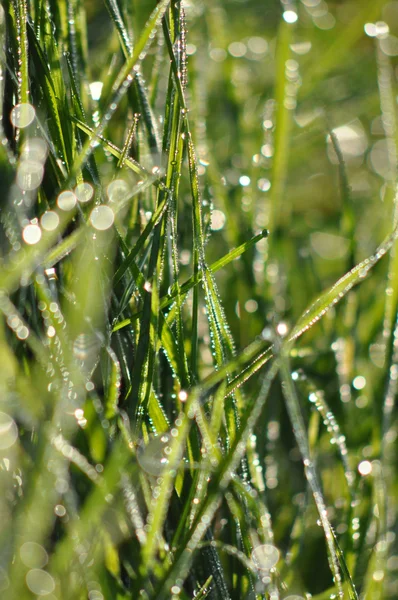 Erba verde e rugiada del mattino — Foto Stock