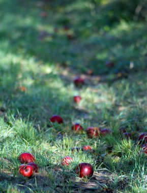 sabah gölgeler düşmüş elma meyve bahçesi ile