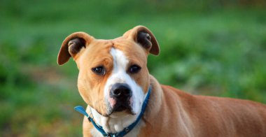 Amerikan Staffordshire Terrier, yakın çekim, doğada yeşil arka plan