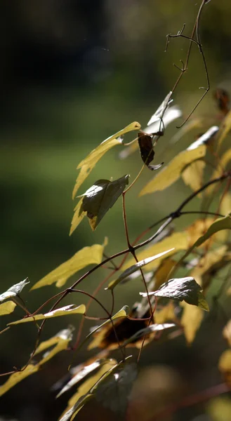 Foglie d'autunno — Foto Stock