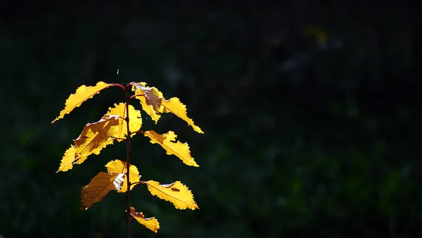 Sonbahar Yaprakları — Stok fotoğraf