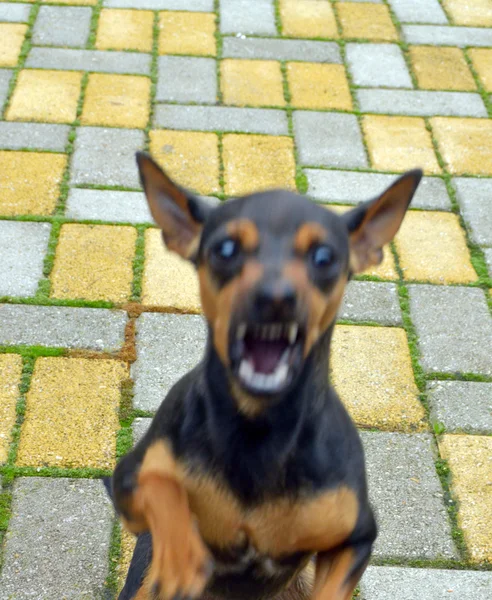 Naštvaný pes s obnaženými zuby — ストック写真