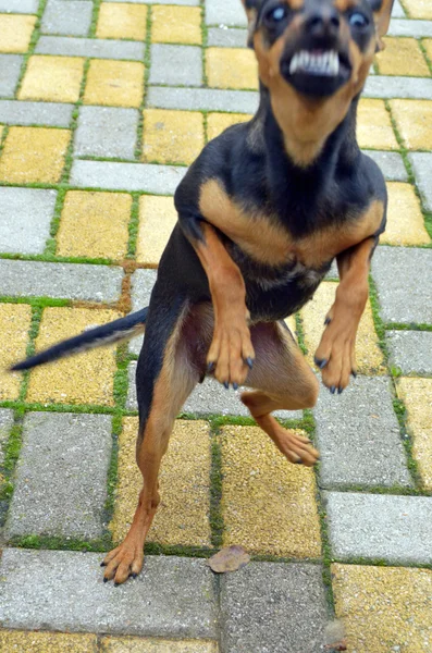 Cão irritado com dentes desnudados — Fotografia de Stock