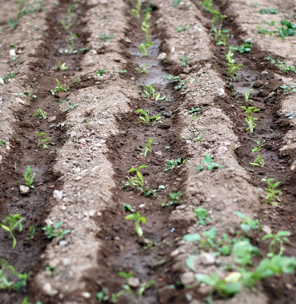 Filas de pimienta fresca regada en un jardín — Foto de Stock