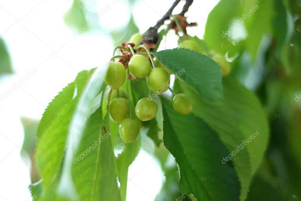 Organic cherry on a branch 