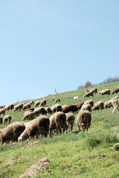 Um rebanho de ovelhas pastando — Fotografia de Stock