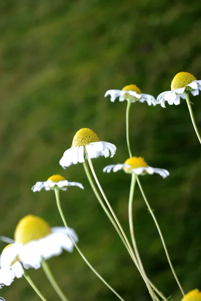 Stokrotka świeże kwiaty, spirala — Zdjęcie stockowe