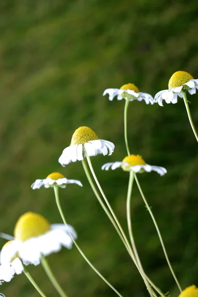 Flores frescas de margarita, manzanillas — Foto de Stock