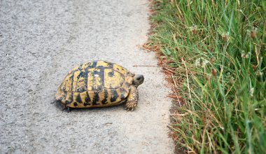 Çim için asfalt yol oluyor turtle