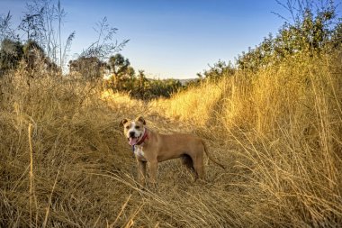 bir kuru ot amstaff köpek