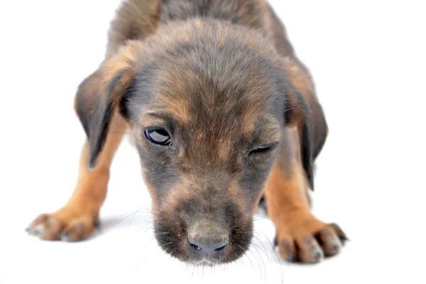 Angry  cute stray puppy dog in a studio — Stock Fotó