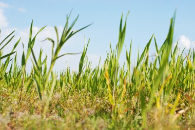 Genç Mısır büyüyen 