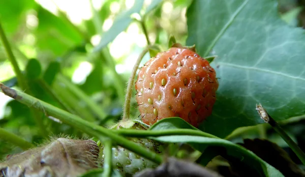 纯有机草莓 — 图库照片