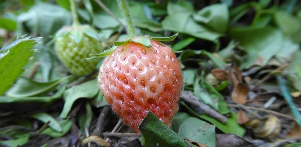 Bio-Erdbeere pur — Stockfoto