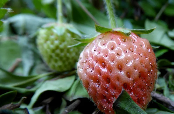 Fragola biologica pura — Foto Stock