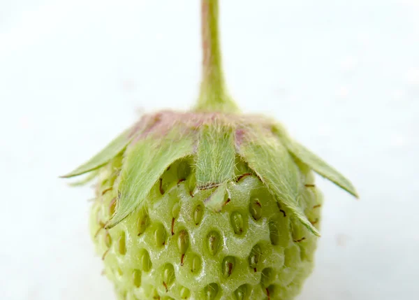 Fragola biologica pura — Foto Stock