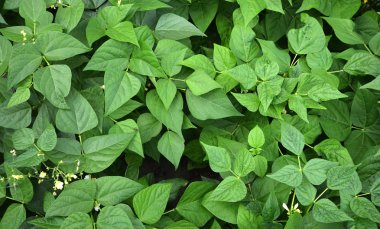 yeşil fasulye yaprak ve çiçek