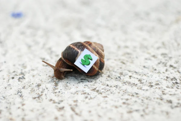 Snail with with symbols of money on a shell — Stock Photo, Image