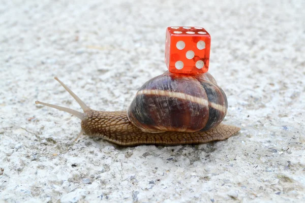 Chance in coming slow — Stock Photo, Image