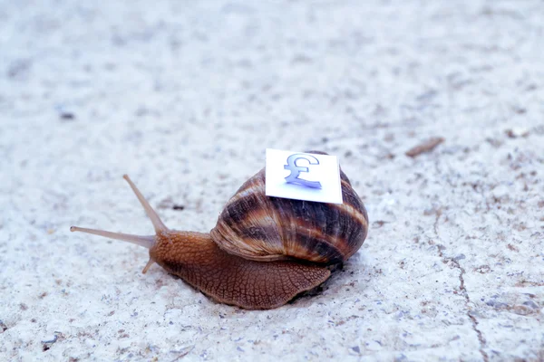 Snail with with symbols of money on a shell — Stock Photo, Image