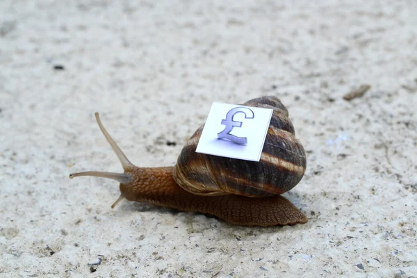 Snail with with symbols of money on a shell — Stock Photo, Image