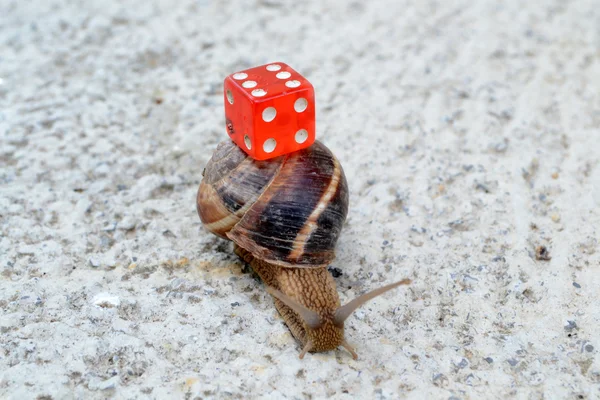 Chance in coming slow — Stock Photo, Image