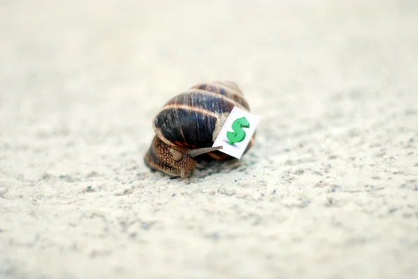 Snail with with symbols of money on a shell — Stock Photo, Image