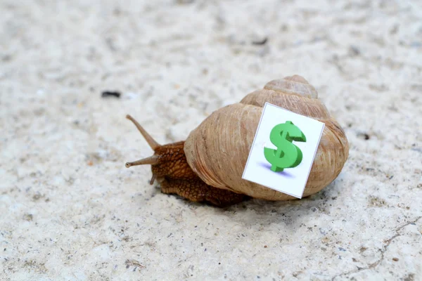 Snail with with symbols of money on a shell — Stock Photo, Image