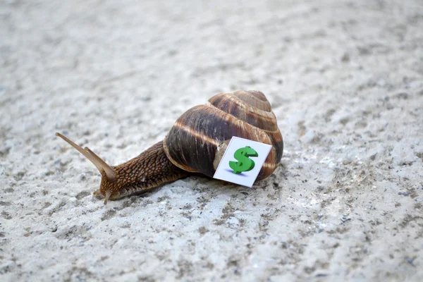 Snail with with symbols of money on a shell — Stock Photo, Image