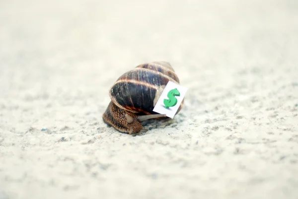 Snail with with symbols of money on a shell — Stock Photo, Image