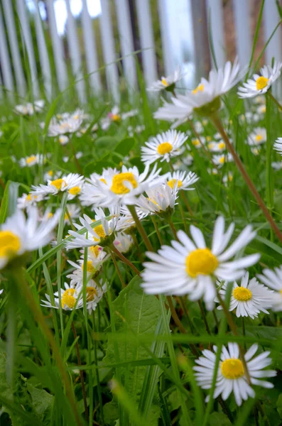 Kamille bloemen — Stockfoto