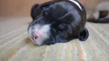 Amerikan Staffordshire Terrier köpek yavrusu uyku