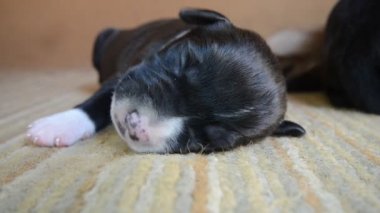 Amerikan Staffordshire Terrier köpek yavrusu uyku
