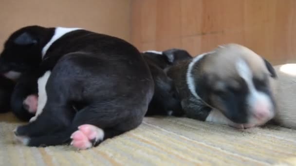 Amerikan Staffordshire Terrier köpek yavrusu uyku — Stok video