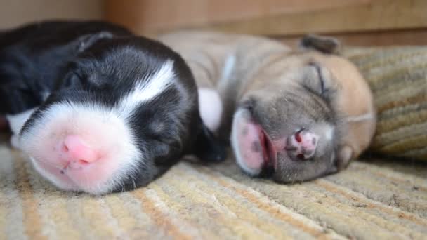 American Staffordshire Terrier cachorro durmiendo — Vídeo de stock