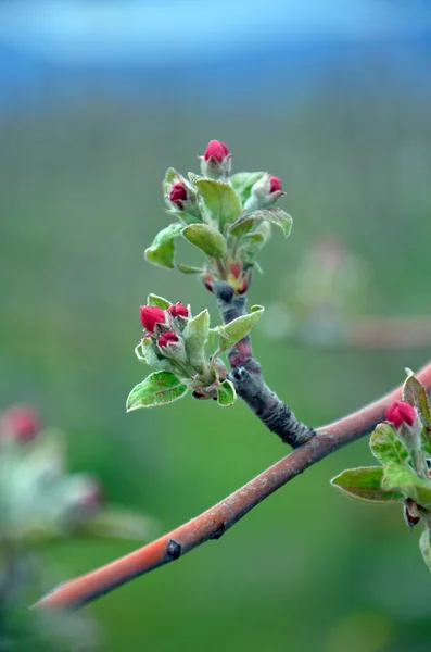 Bild Ett Äppelträd Blom Fruktträdgården — Stockfoto