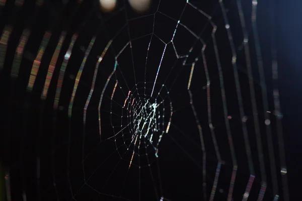 거미 — 스톡 사진