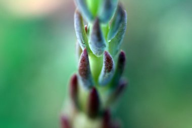 Sempervivum ev pırasa, yakın çekim