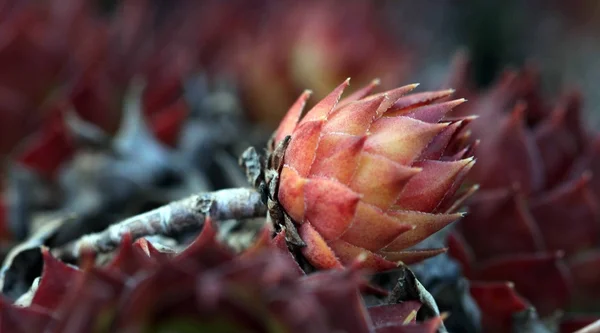 Casa alho-porro, sempervivum close up — Fotografia de Stock