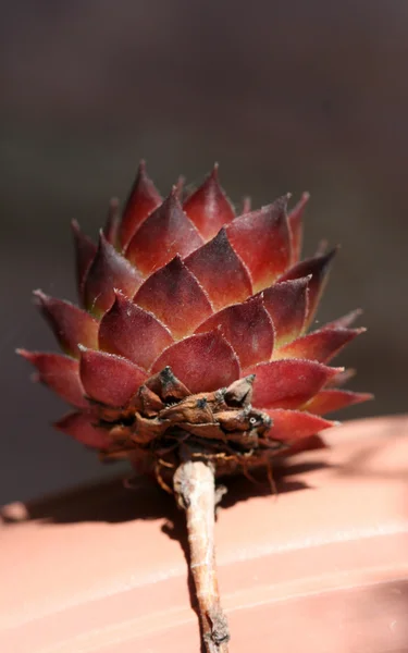 Dům pórek, sempervivum zblízka — Stock fotografie