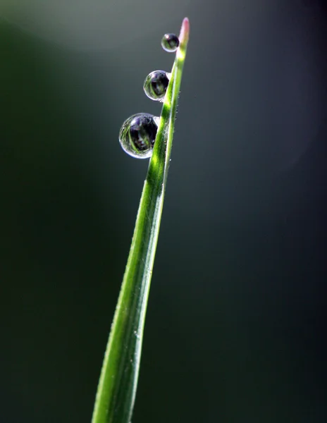 Утренние капли воды на листьях травы — стоковое фото