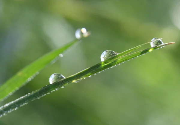 Gouttes d'eau matinales sur une feuille d'herbe — Photo
