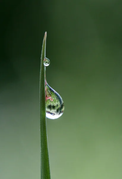 Gouttes d'eau matinales sur une feuille d'herbe — Photo