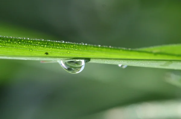 Morgon vattendroppar på en gräs lämnar — Stockfoto