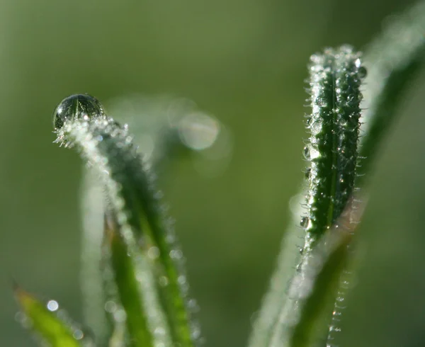 Sabah waterdrops bir çim üzerinde bırakır — Stok fotoğraf