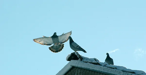 Pombo voando, conceito de inverno — Fotografia de Stock