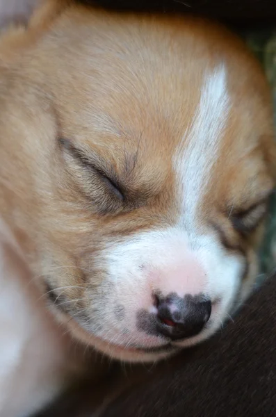 Sweet cute dreams — Stock Photo, Image